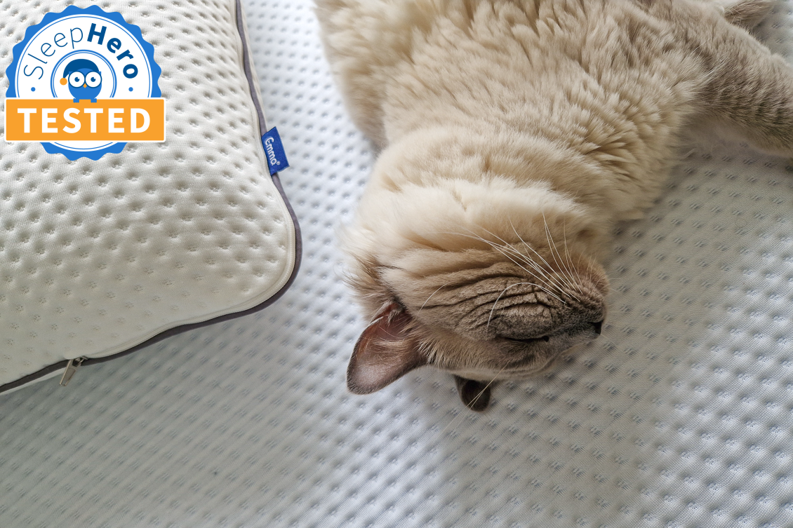 Emma Premium pillow and cat