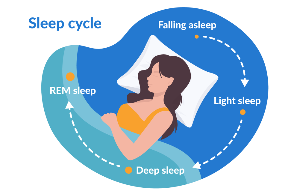 Sleep Explained Stages Of Sleep And Sleep Cycles Explained Infographic